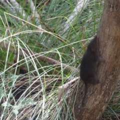 Antechinus mimetes mimetes (Dusky Antechinus) at Tidbinbilla Nature Reserve - 18 Feb 2024 by Miranda