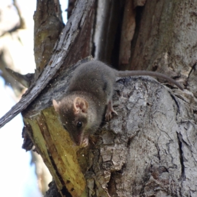 Antechinus agilis (Agile Antechinus) at Tidbinbilla Nature Reserve - 17 Feb 2024 by Miranda