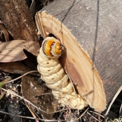 Endoxyla (genus) (Unknown Wood Moth) at Wanniassa Hill NR (WHR) - 17 Feb 2024 by BenHarvey