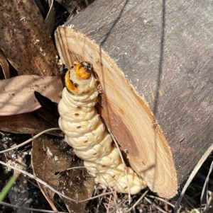 Endoxyla (genus) at Wanniassa Hill NR (WHR) - 18 Feb 2024