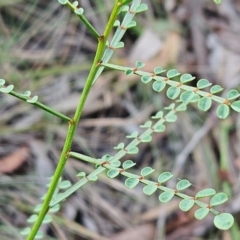 Indigofera adesmiifolia (Tick Indigo) at Hawker, ACT - 17 Feb 2024 by sangio7