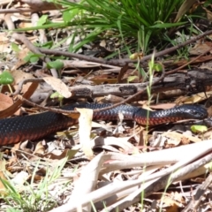 Pseudechis porphyriacus (Red-bellied Black Snake) at Tidbinbilla Nature Reserve - 18 Feb 2024 by Miranda