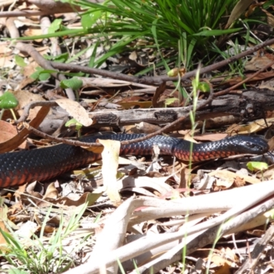 Pseudechis porphyriacus (Red-bellied Black Snake) at Tidbinbilla Nature Reserve - 18 Feb 2024 by Miranda