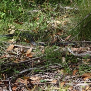 Pseudechis porphyriacus at Tidbinbilla Nature Reserve - 18 Feb 2024