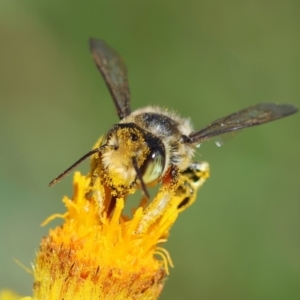 Megachile (Eutricharaea) maculariformis at GG165 - 18 Feb 2024