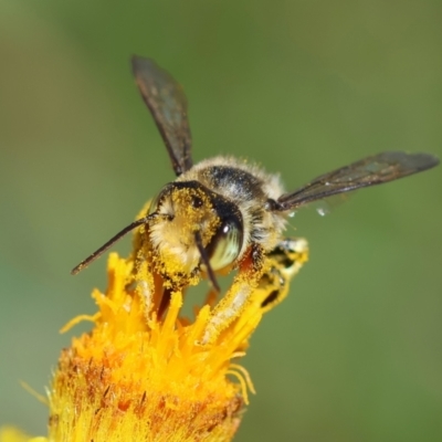 Megachile (Eutricharaea) maculariformis (Gold-tipped leafcutter bee) at Hughes Grassy Woodland - 18 Feb 2024 by LisaH