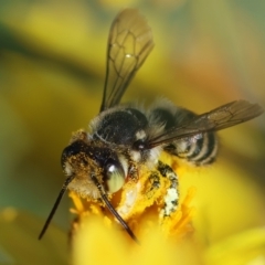 Megachile (Eutricharaea) maculariformis at GG165 - 18 Feb 2024