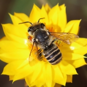 Megachile (Eutricharaea) maculariformis at GG165 - 18 Feb 2024