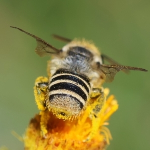 Megachile (Eutricharaea) maculariformis at GG165 - 18 Feb 2024