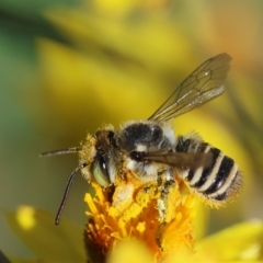 Megachile (Eutricharaea) maculariformis at GG165 - 18 Feb 2024