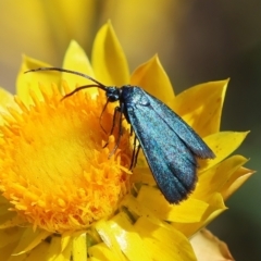 Pollanisus (genus) (A Forester Moth) at Hughes Grassy Woodland - 18 Feb 2024 by LisaH