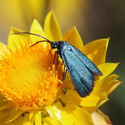 Pollanisus (genus) (A Forester Moth) at Hughes, ACT - 18 Feb 2024 by LisaH