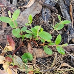 Eucalyptus macrorhyncha subsp. macrorhyncha (Red Stringybark) at The Pinnacle - 18 Feb 2024 by sangio7