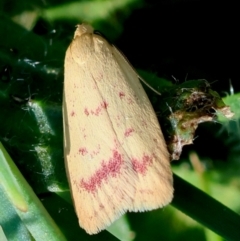 Heteroteucha occidua (A concealer moth) at Red Hill to Yarralumla Creek - 18 Feb 2024 by LisaH