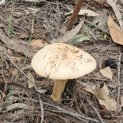 Unidentified Cap on a stem; gills below cap [mushrooms or mushroom-like] at North Turramurra, NSW - 18 Feb 2024 by Csteele4