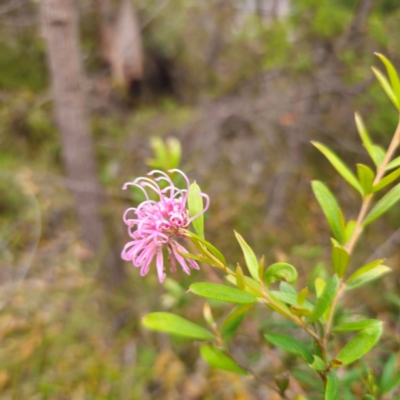 Grevillea sericea (Pink Spider-Flower) at Ku-ring-gai Chase National Park - 18 Feb 2024 by Csteele4