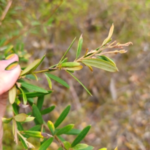 Grevillea sericea at Ku-ring-gai Chase National Park - 18 Feb 2024