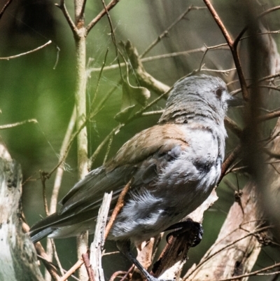 Colluricincla harmonica (Grey Shrikethrush) at Longwarry North, VIC - 30 Jan 2024 by Petesteamer