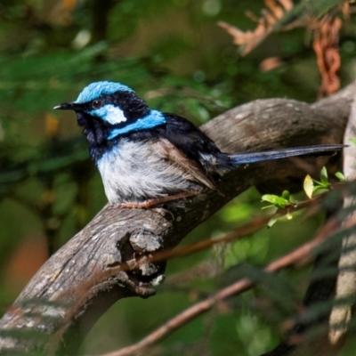 Malurus cyaneus (Superb Fairywren) at Longwarry North, VIC - 28 Jan 2024 by Petesteamer