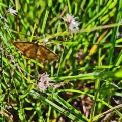 Scopula rubraria (Reddish Wave, Plantain Moth) at Kambah, ACT - 16 Feb 2024 by galah681