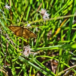 Scopula rubraria at Little Taylor Grassland (LTG) - 17 Feb 2024