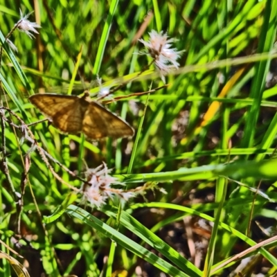 Scopula rubraria (Reddish Wave, Plantain Moth) at Little Taylor Grassland (LTG) - 16 Feb 2024 by galah681