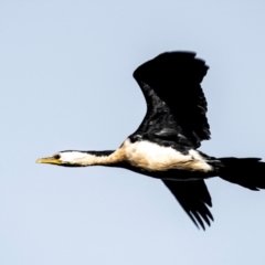Microcarbo melanoleucos (Little Pied Cormorant) at Longwarry North, VIC - 30 Jan 2024 by Petesteamer