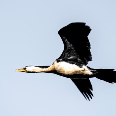 Microcarbo melanoleucos (Little Pied Cormorant) at Longwarry North, VIC - 31 Jan 2024 by Petesteamer