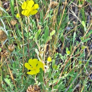 Hibbertia obtusifolia at Little Taylor Grassland (LTG) - 17 Feb 2024