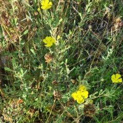 Hibbertia obtusifolia at Little Taylor Grassland (LTG) - 17 Feb 2024