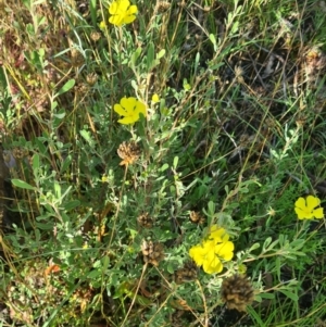 Hibbertia obtusifolia at Little Taylor Grassland (LTG) - 17 Feb 2024