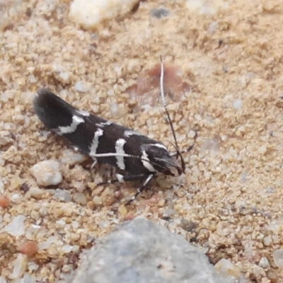 Macrobathra anacampta (A Gelechioid moth (Cosmopterigidae)) at Charleys Forest, NSW - 11 Feb 2024 by arjay