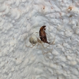 Cryptachaea gigantipes at Watson, ACT - 18 Feb 2024