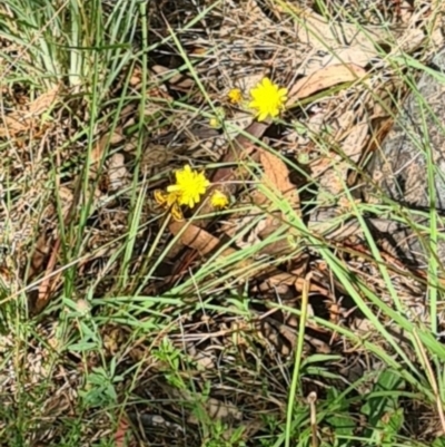 Ocybadistes walkeri (Green Grass-dart) at Kambah, ACT - 16 Feb 2024 by galah681