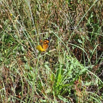 Vanessa kershawi (Australian Painted Lady) at Little Taylor Grasslands - 16 Feb 2024 by galah681