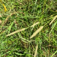 Setaria parviflora (Slender Pigeon Grass) at Little Taylor Grassland (LTG) - 17 Feb 2024 by galah681