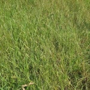 Setaria parviflora at Little Taylor Grassland (LTG) - 17 Feb 2024 10:12 AM