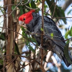 Callocephalon fimbriatum (Gang-gang Cockatoo) at Longwarry North, VIC - 14 Jan 2024 by Petesteamer