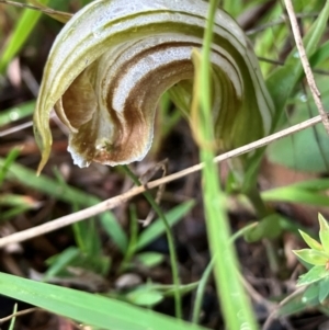 Diplodium truncatum at Hall, ACT - suppressed