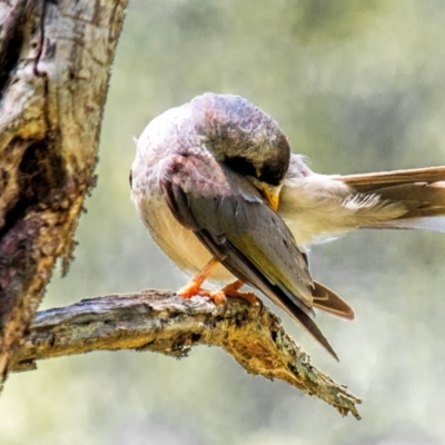 Manorina melanocephala (Noisy Miner) at Longwarry North, VIC - 30 Jan 2024 by Petesteamer