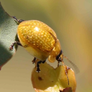 Paropsisterna cloelia at Gundaroo, NSW - 18 Feb 2024