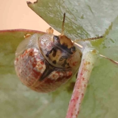 Paropsisterna m-fuscum (Eucalyptus Leaf Beetle) at Gundaroo, NSW - 18 Feb 2024 by ConBoekel