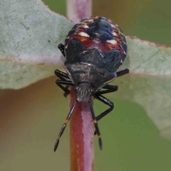 Oechalia schellenbergii (Spined Predatory Shield Bug) at Gundaroo Common - 18 Feb 2024 by ConBoekel