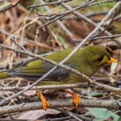 Manorina melanophrys (Bell Miner) at Drouin, VIC - 14 Feb 2024 by Petesteamer