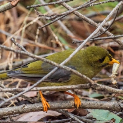 Manorina melanophrys (Bell Miner) at Drouin, VIC - 14 Feb 2024 by Petesteamer