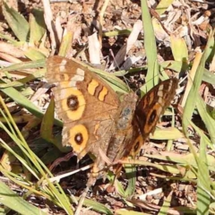 Junonia villida (Meadow Argus) at Gundaroo, NSW - 17 Feb 2024 by ConBoekel