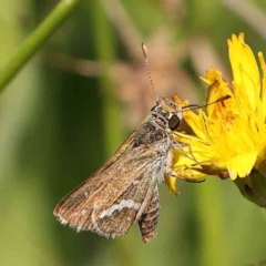 Taractrocera papyria (White-banded Grass-dart) at Gundaroo, NSW - 17 Feb 2024 by ConBoekel