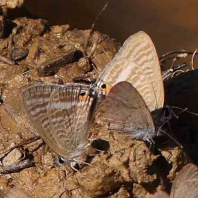 Lampides boeticus (Long-tailed Pea-blue) at Gundaroo, NSW - 18 Feb 2024 by ConBoekel