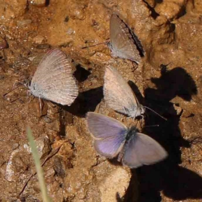 Zizina otis (Common Grass-Blue) at Gundaroo Common - 18 Feb 2024 by ConBoekel