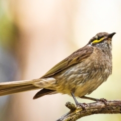 Caligavis chrysops (Yellow-faced Honeyeater) at Drouin, VIC - 2 Feb 2024 by Petesteamer